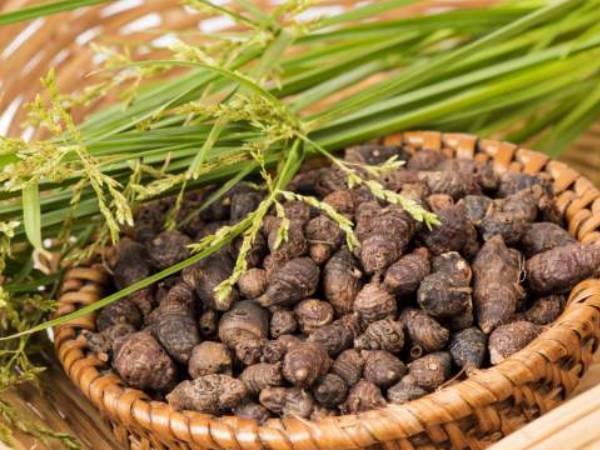 கோரைக்கிழங்கு