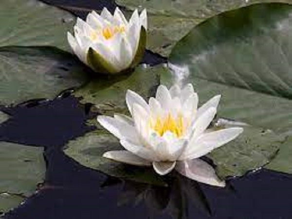 பூக்களின் நிறம்