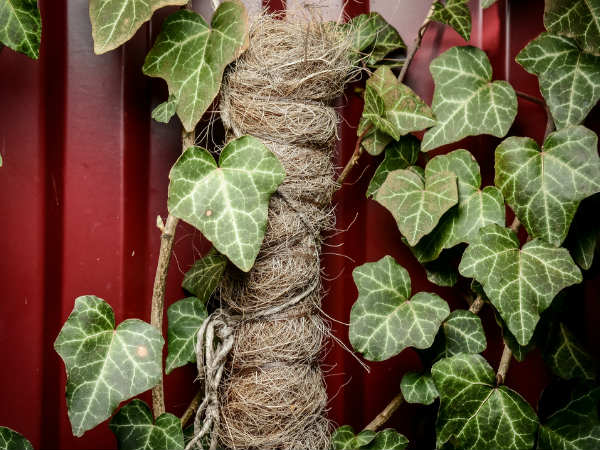 இங்கிலிஷ் ஐவி