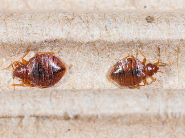 சுற்றுப்புறங்களில் இருந்து பொருட்களை அகற்றவும்