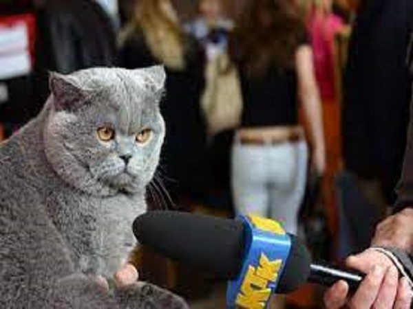 சாம்பல்(Grey)