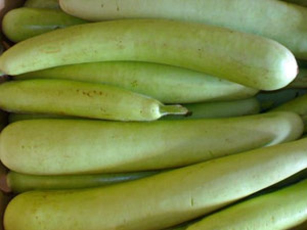 சுரைக்காய்