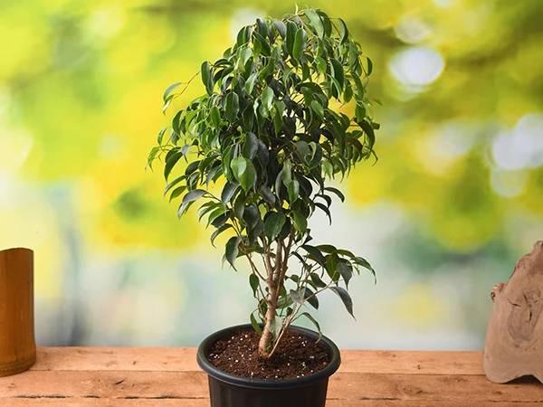 1. அழும் அத்தி (Weeping Fig)