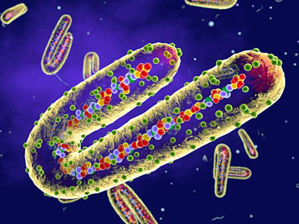 மார்பர்க் வைரஸ்