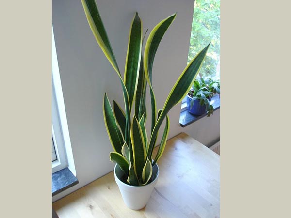 6. பாம்புச் செடி (Snake Plant)