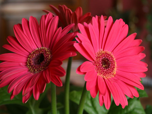 9. கொ்பெரா டெய்சி (Gerbera Daisy)