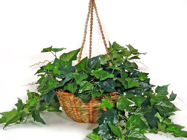 5. இங்கிலிஷ் ஐவி (English Ivy)