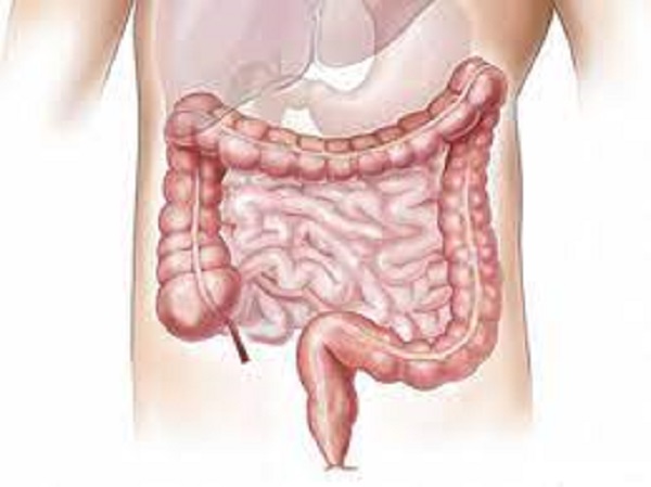 உங்கள் குடலை ஆரோக்கியமாக வைத்திருங்கள்