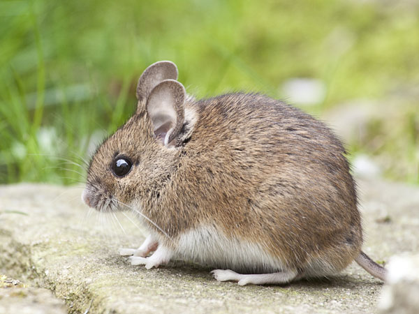 லஸ்ஸா காய்ச்சல் எப்படி பரவுகிறது?