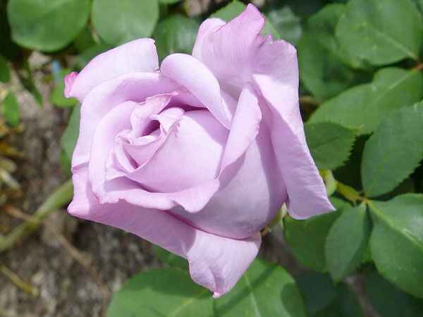 லாவெண்டர் மற்றும் பீச்