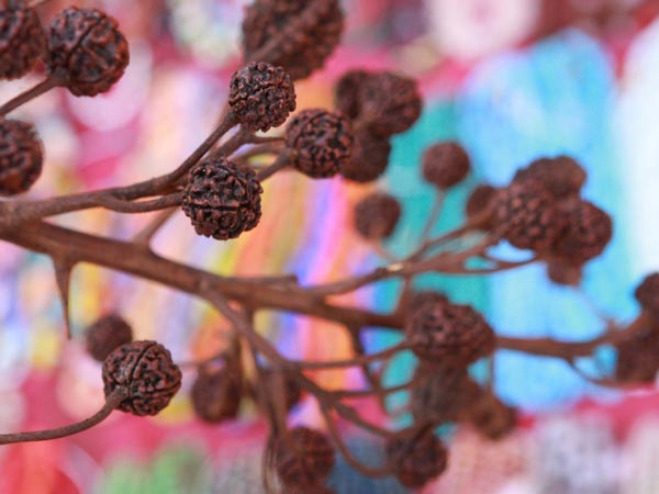 How To Grow Rudraksha Tree At Home In Tamil