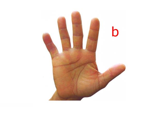 பெரிய உள்ளங்கை