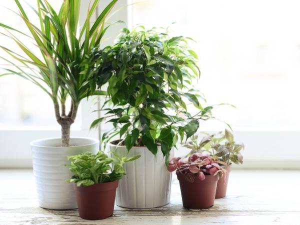 4. தாவரங்களைப் பராமாித்தல்