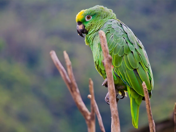 வரிக்குதிரை மீது பறவை அமர்ந்திருப்பது தெரிந்தால்...