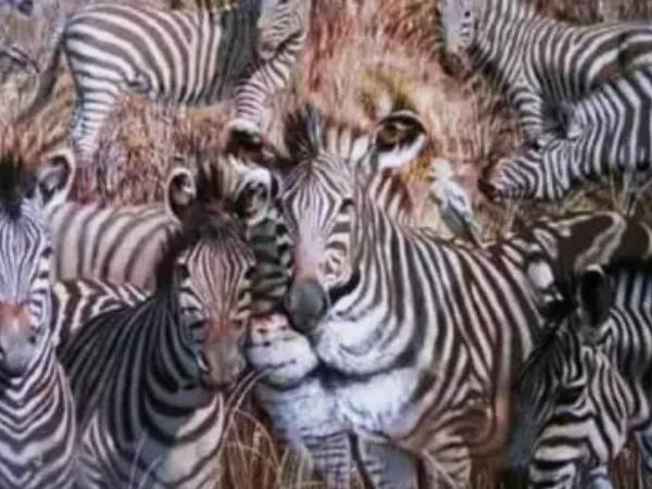 சிங்கம் மற்றும் வரிக்குதிரை ஒரே நேரத்தில் தெரிந்தால்...