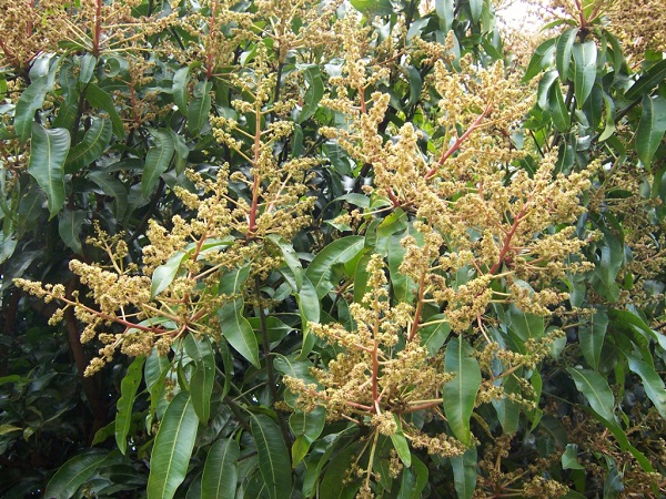 பிற ஆரோக்கிய நன்மைகள்