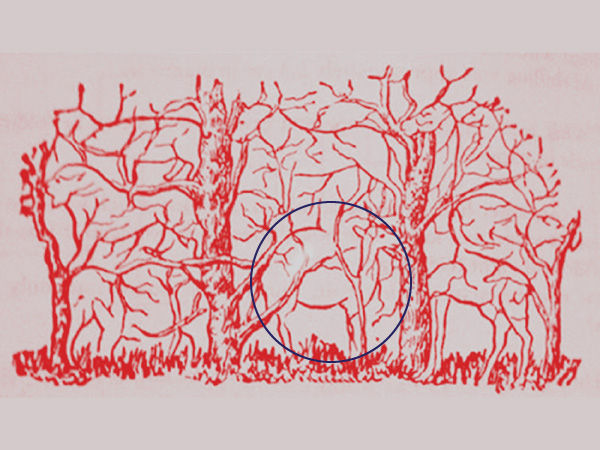 ஒட்டகம்