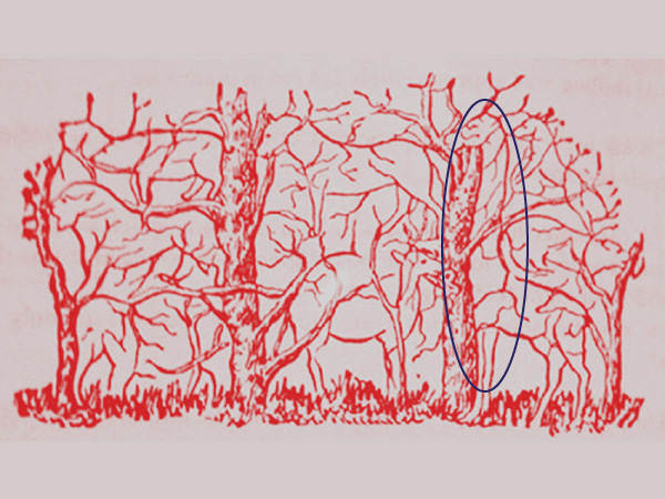 ஒட்டகச்சிவிங்கி