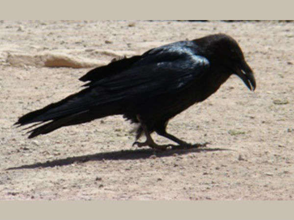 சகுனம் #7