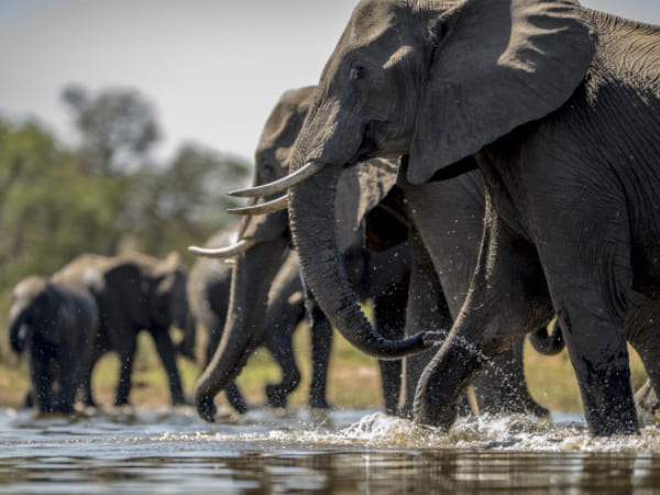 யானைக்கூட்டம்