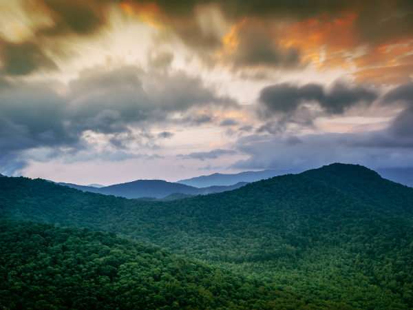  நடக்கும் மரம்