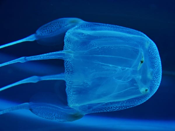 பாக்ஸ் ஜெல்லிமீன் (Box Jellyfish)
