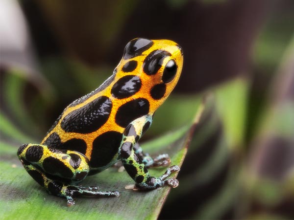 விஷ டார்ட் தவளை