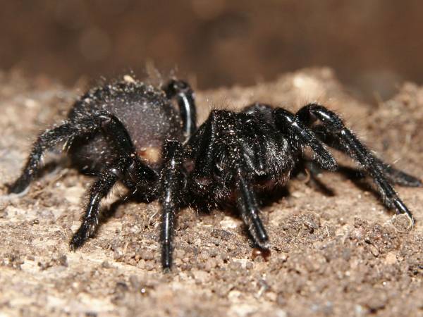 புனல்-வலை சிலந்தி (Funnel Web Spider)