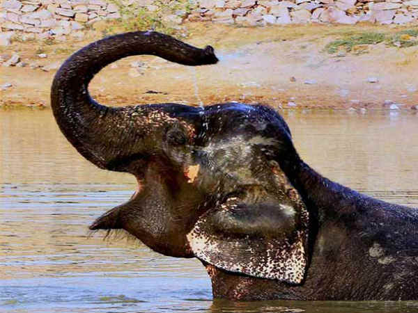 யானையுடன் நட்பாக இருப்பது