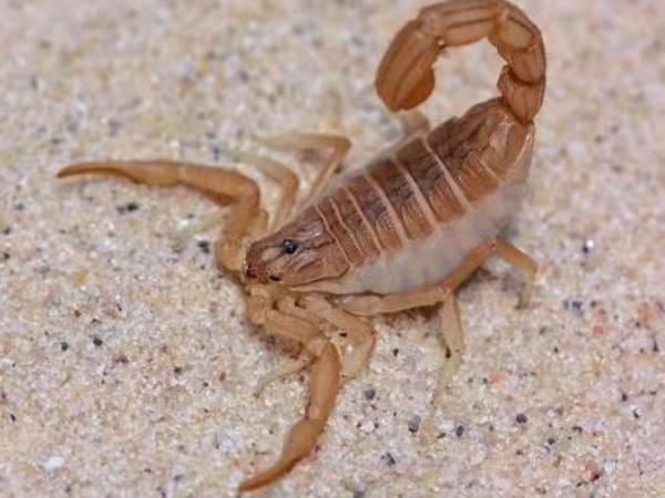 இந்திய சிவப்பு தேள்