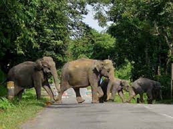 யானை துரத்துவது