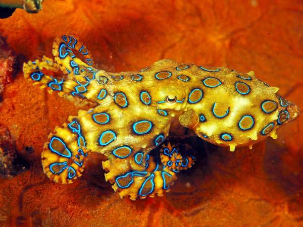 நீல வளைய ஆக்டோபஸ் (Blue Ring Octopus)
