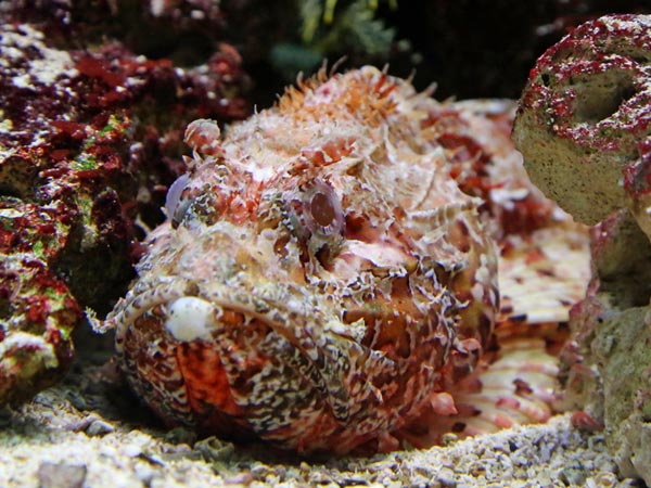 ஸ்டோன்ஃபிஷ் (Stonefish)