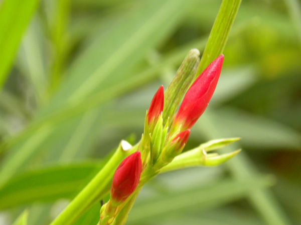 நெடுஞ்சாலைகளில் அரளிப்பூக்கள்