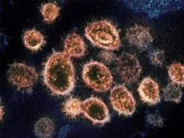 லாங்யா ஹெனிபாவைரஸ் என்றால் என்ன?