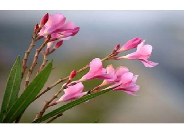 காற்று மாசுபாடு