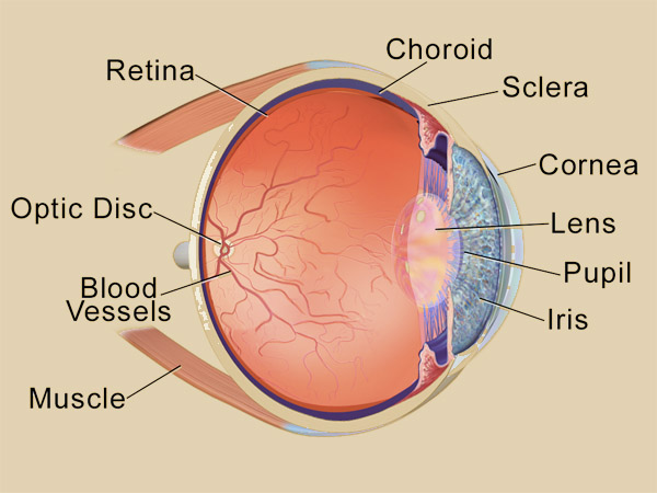 சோலார் மாகுலோபதி என்றால் என்ன?