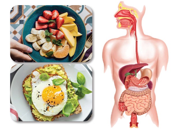 ஆரோக்கியமான காலை உணவின் முக்கியத்துவம்