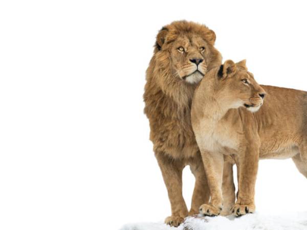 ஜோடி சிங்கம்