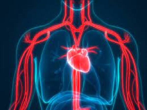 இரத்த நாளங்களை பாதிக்கிறது