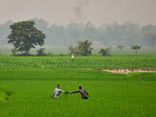 வேளாண்மை