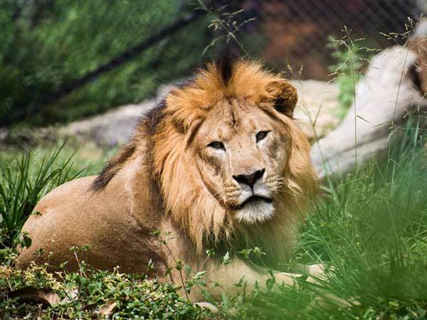 சிங்கம் உங்களைத் துரத்துவது