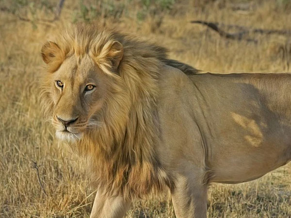 சிங்கத்துடன் சண்டையிடுவது