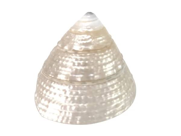 முத்து சங்கு