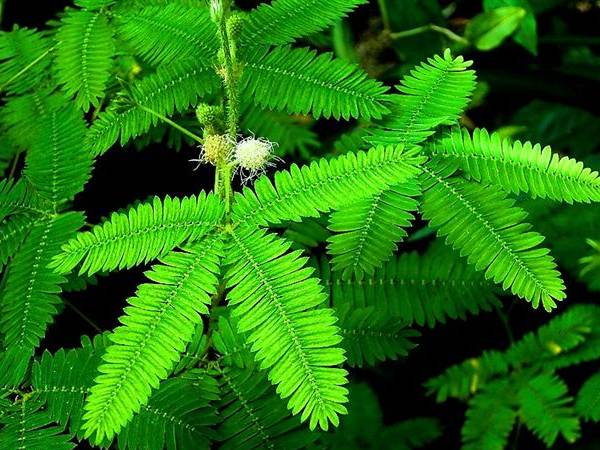 தொட்டால் சிணுங்கி செடி