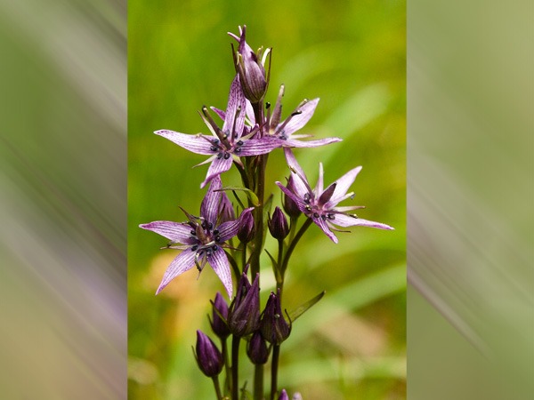 சிராட்டாவின் ஆரோக்கிய நன்மைகள்?