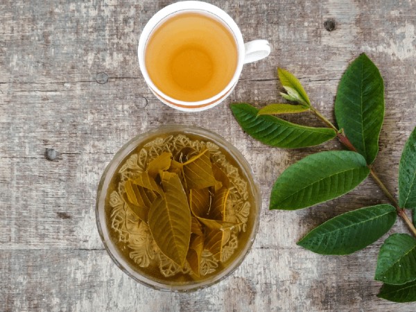 கொய்யா இலையைக் கொண்டு டீ தயாரிப்பது எப்படி?