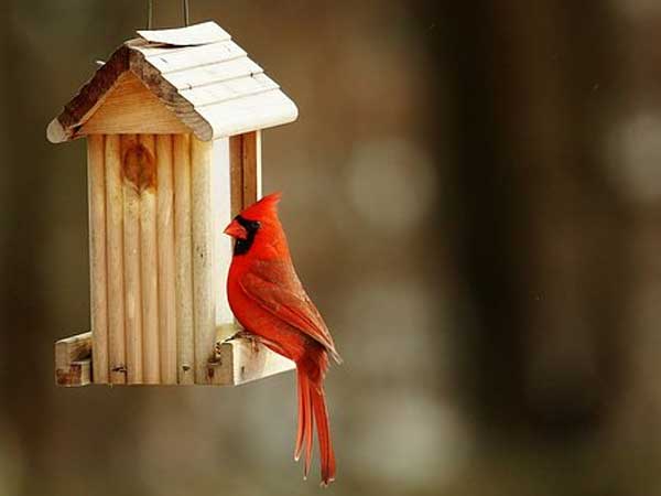 கார்டினல்