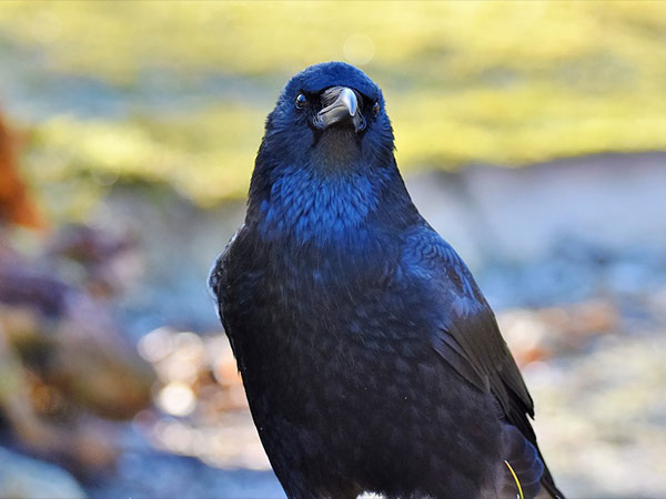 கருப்பு பறவைகள்