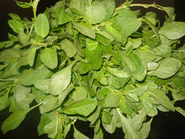  மிகவும் பிரபலமான சிறுகீரைகள்